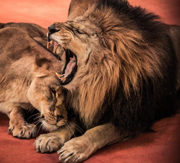 Hermoso león y leona — Foto de Stock