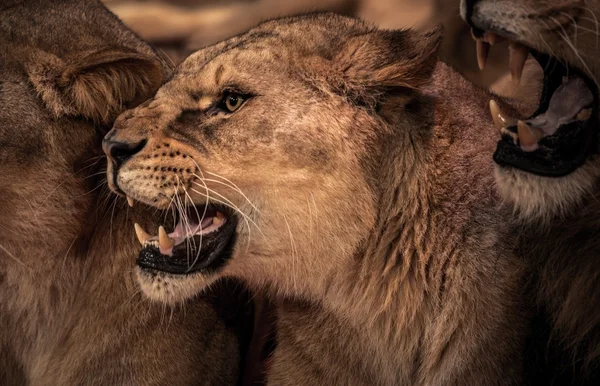 Beautiful roaring lioness — Stock Photo, Image