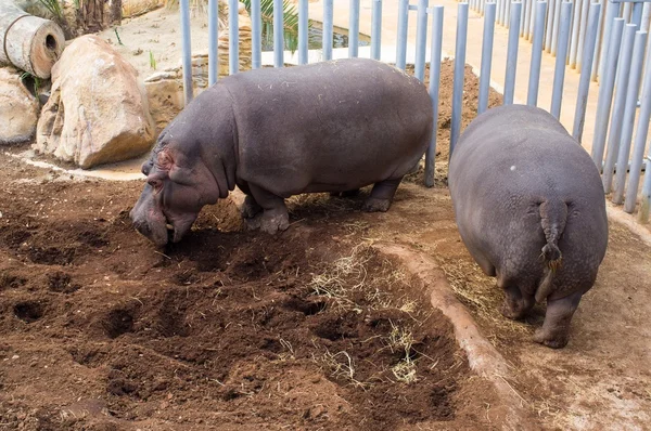 Two hippopotamus — Stock Photo, Image