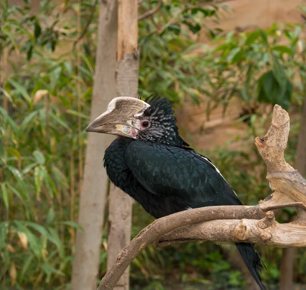 Silberwangenhornvogel — Stockfoto