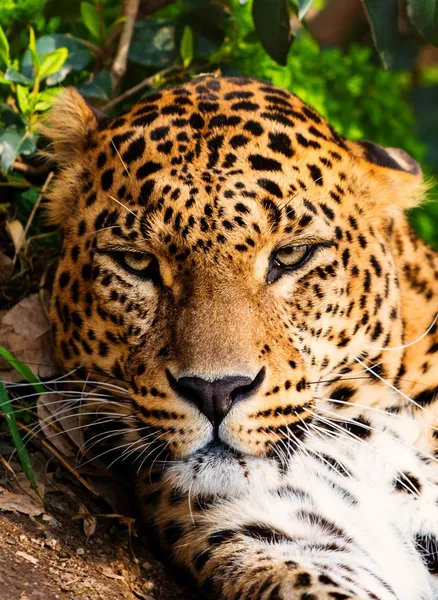 Närbild av en vacker leopardess — Stockfoto