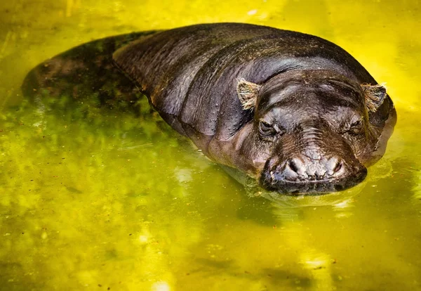 Hipopótamo nadando en el agua —  Fotos de Stock