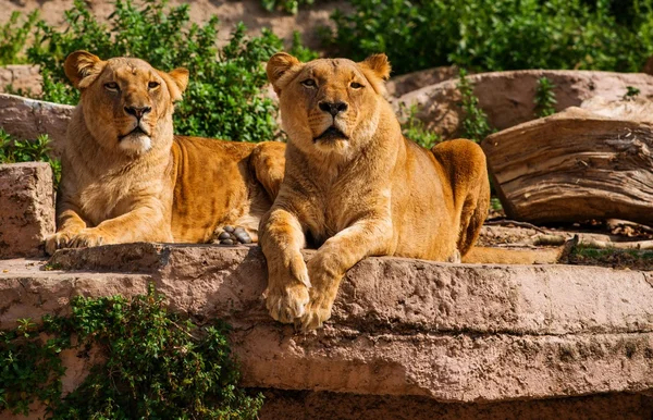 Tow gorgeous lioness in natural habitat — Stock Photo, Image