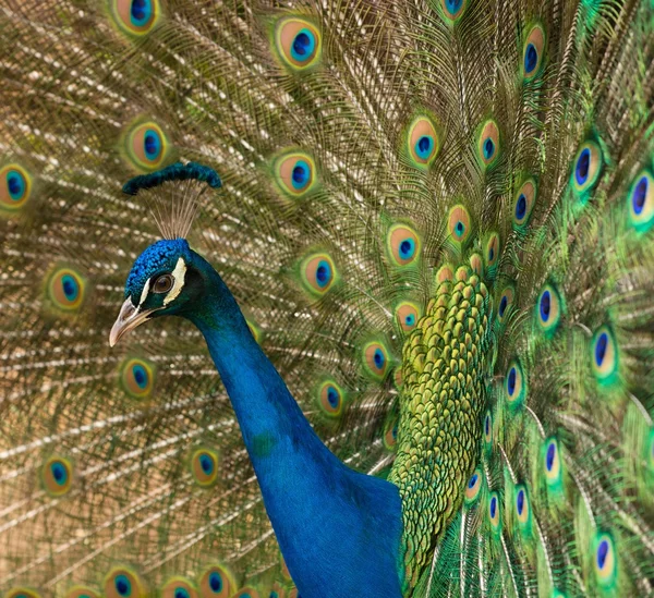 Close-up shot of a peacock — Stock Photo, Image