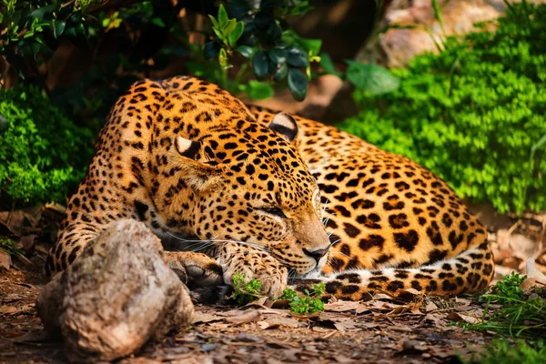 Doğal yaşam alanı içinde muhteşem leopardess — Stok fotoğraf
