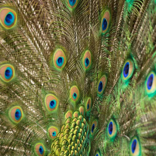 Tiro de perto de penas de um pavão — Fotografia de Stock