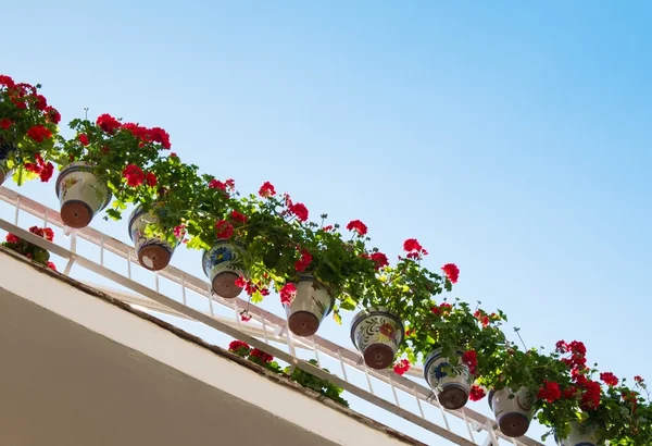 Belos vasos de flores pendurados nos trilhos da varanda — Fotografia de Stock