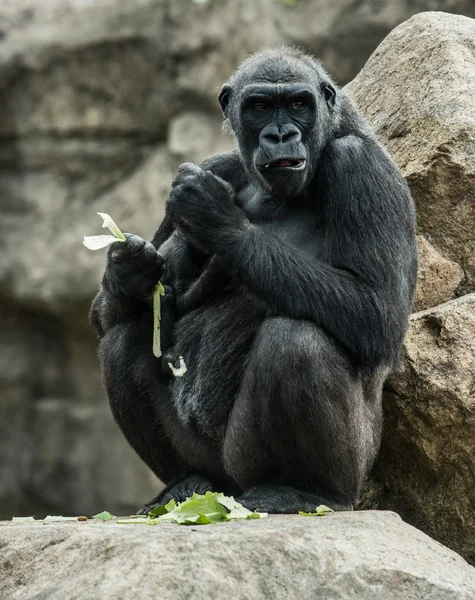 Big black gorilla sitting on the rock and eating — Stock Photo, Image