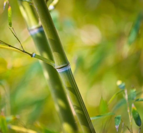 Close-up de uma planta de bambu — Fotografia de Stock