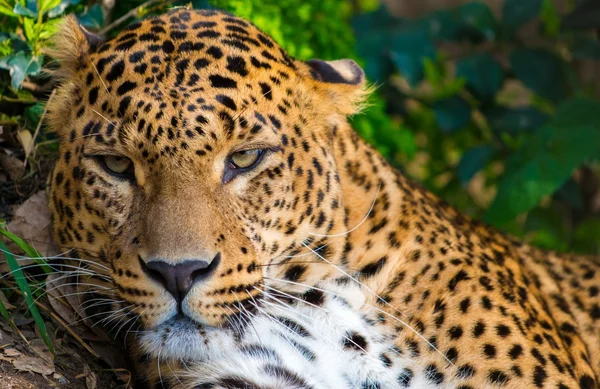 Närbild av en vacker leopardess — Stockfoto