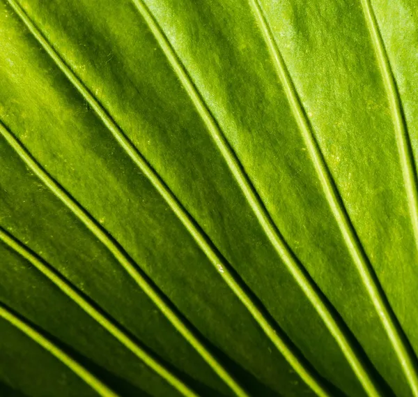 Nahaufnahme eines grünen Pflanzenblattes — Stockfoto