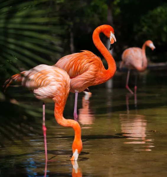 Grupo de flamingos rosa perto da água — Fotografia de Stock