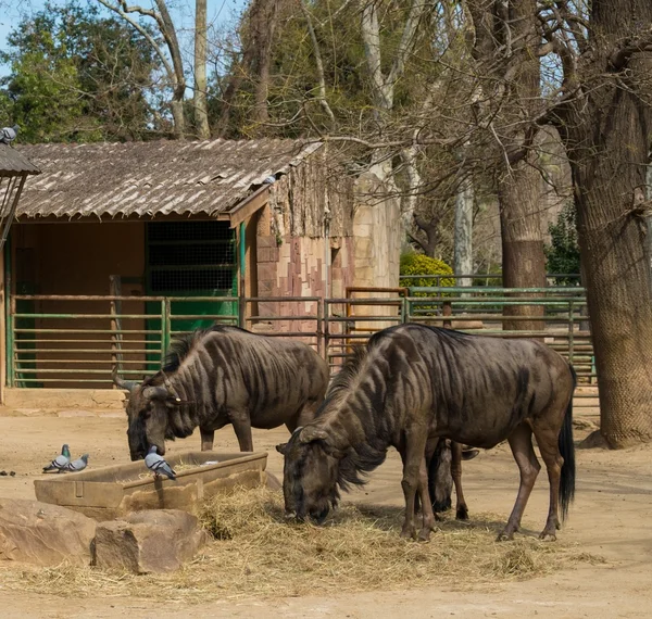 Due antilopi che mangiano in uno zoo — Foto Stock