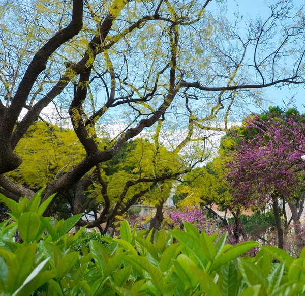 Belas árvores e plantas em um parque — Fotografia de Stock