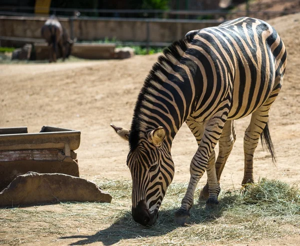 Зебра ест сено в зоопарке — стоковое фото