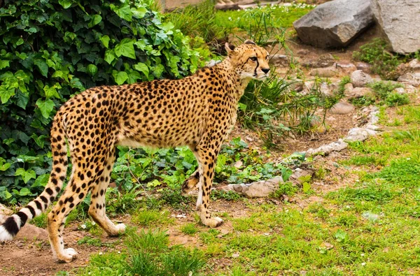 Красивая гепард гуляет на улице — стоковое фото