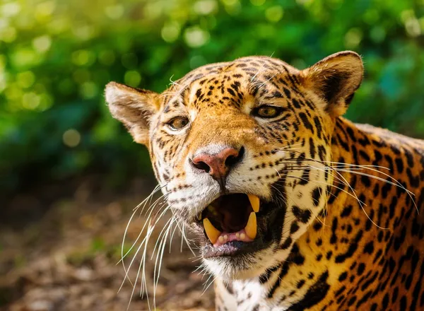Close-up tiro de um lindo leopardo rugindo — Fotografia de Stock