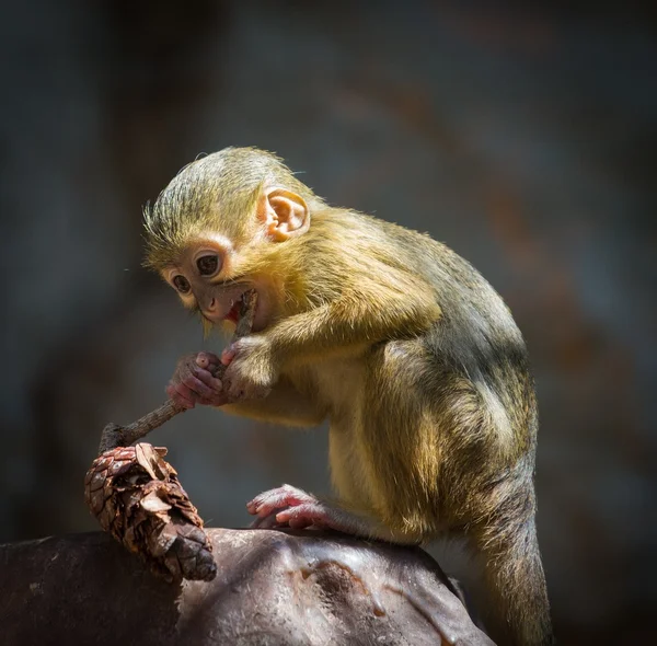 Pouco engraçado gabão talapoin — Fotografia de Stock