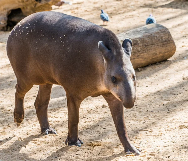 Tapir promenader i en djurpark — Stockfoto