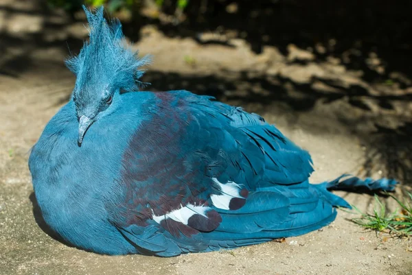 Beautiful crowned pigeon lying down — Stock Photo, Image