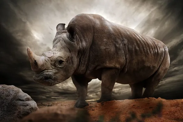Enorme rinoceronte contra el cielo tormentoso —  Fotos de Stock