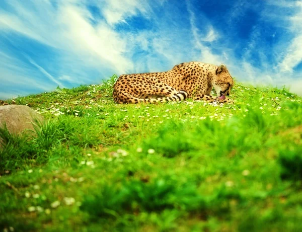 Beautiful cheetah lying on a daisy meadow against blue sky — Stock Photo, Image