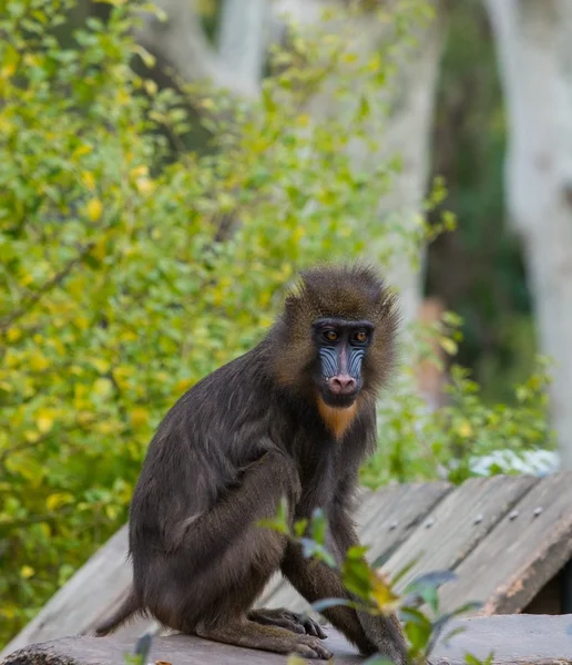 坐在日志上的 mandrill — 图库照片