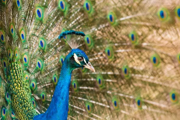 Close-up shot of a peacock — Stock Photo, Image