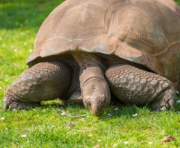 Tartaruga de Galápagos em um prado verde — Fotografia de Stock