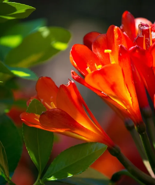 सुंदर लाल फुलांचे बंद-अप दृश्य — स्टॉक फोटो, इमेज