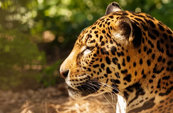 Närbild av en underbara leopard — Stockfoto