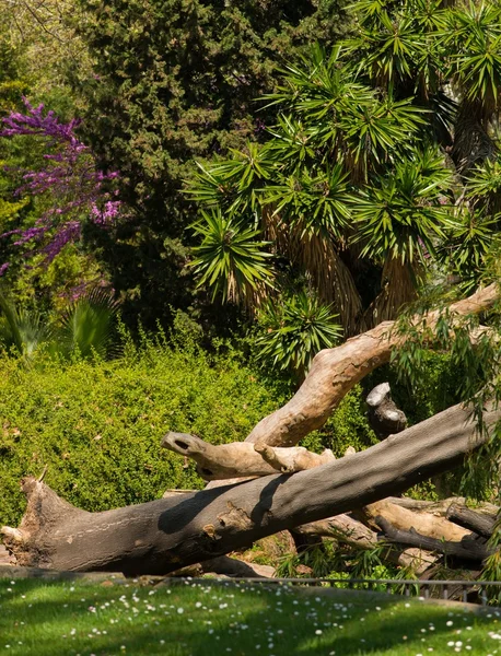 Logs deitado em uma grama verde em um parque — Fotografia de Stock