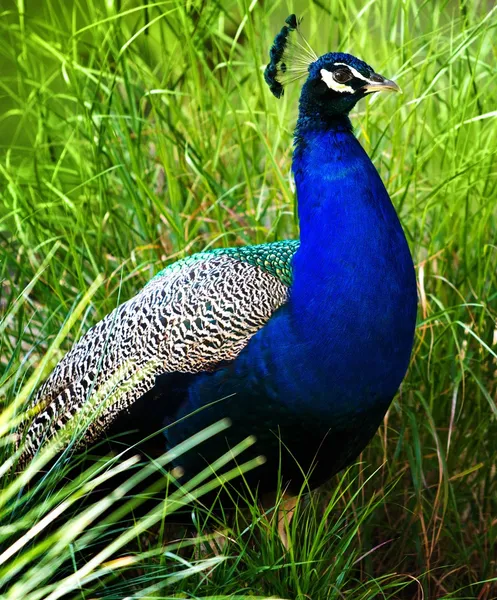 Belo pavão em uma grama verde — Fotografia de Stock