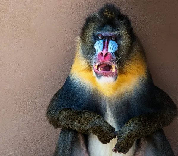 ᐈ Mandrill Baboons Stock Pictures Royalty Free Mandrill Baboon Images Download On Depositphotos