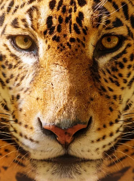 Leopardo: imágenes, fotos de stock libres de derechos | Depositphotos