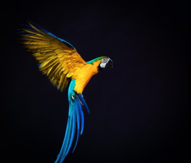Colourful flying Ara on a dark background clipart