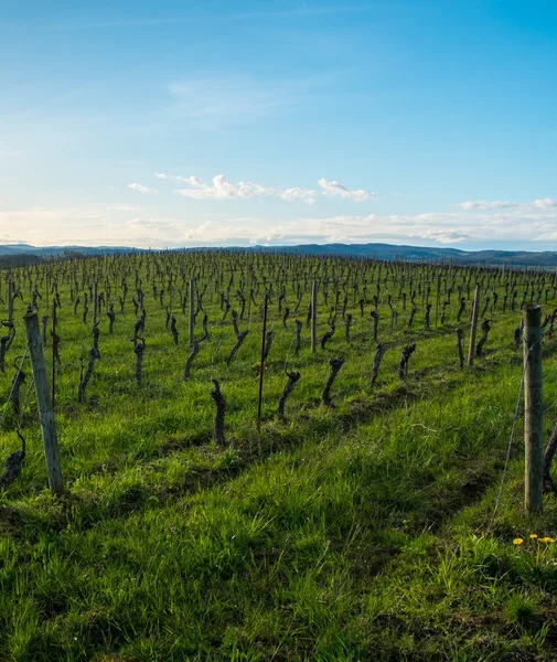Wijngaard zicht op een mooie lentedag — Stockfoto