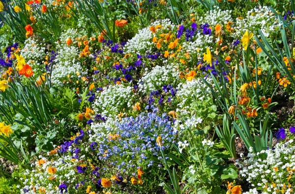 Verschiedene farbenfrohe schöne Blumen auf dem Blumenbeet — Stockfoto