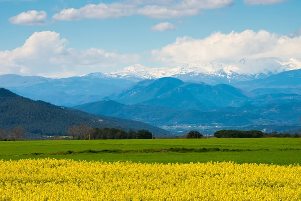 Campo di rubinetti con Pirenei in distanza — Foto Stock