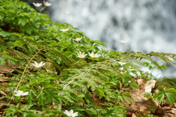 Pianta di felce con fiori bianchi primo piano — Foto Stock