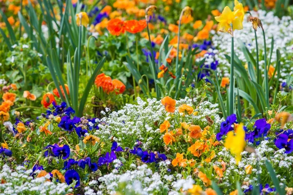 Différentes belles fleurs colorées sur le lit de fleurs — Photo