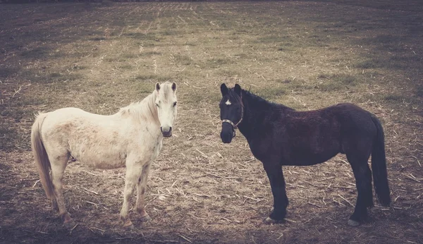 Twee paarden permanent op een weide — Stockfoto