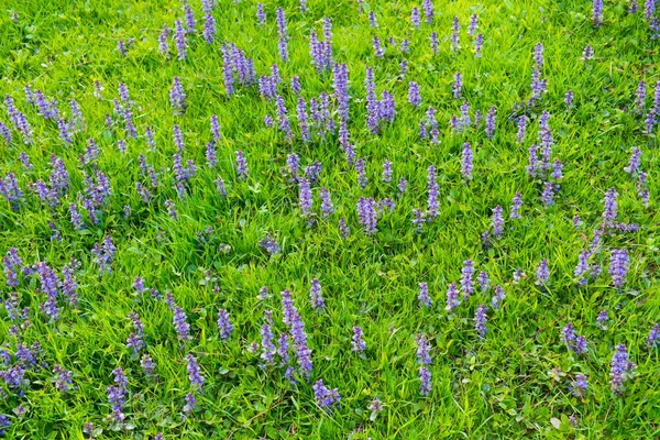 Bellissimi fiori viola su un prato — Foto Stock