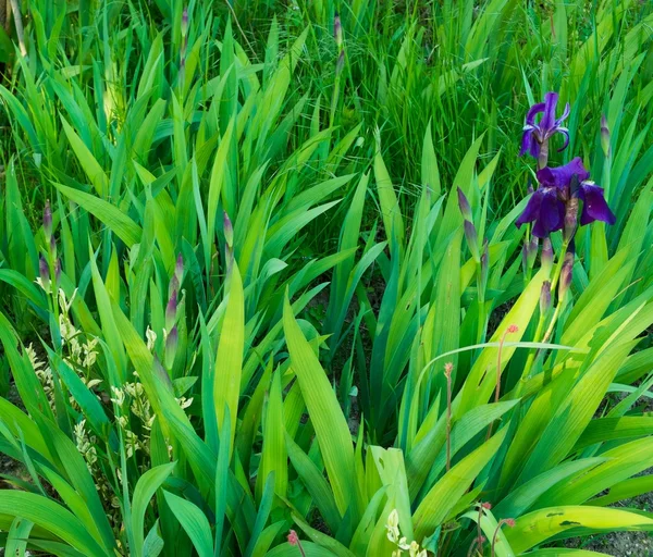 Зелена трава Закри — стокове фото