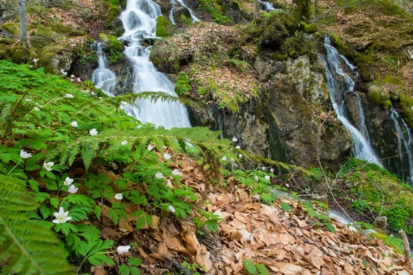 Szybkie małe rzeki w górskim lesie — Zdjęcie stockowe