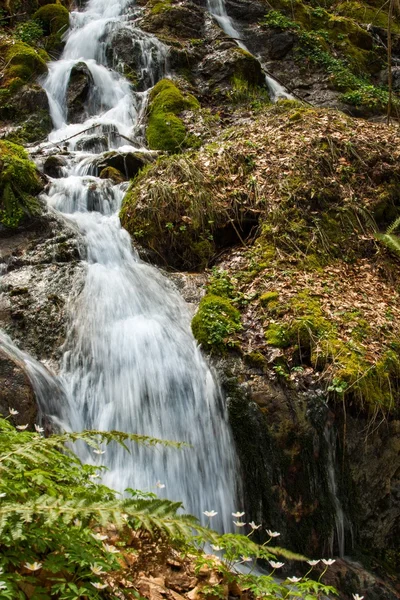 Schneller kleiner Fluss im Bergwald — Stockfoto