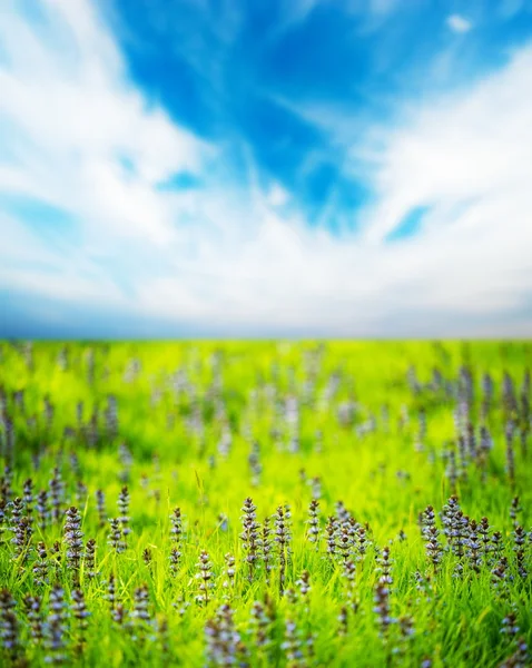 Blauwe hemel over prachtige purperen bloemen op een weide — Stockfoto