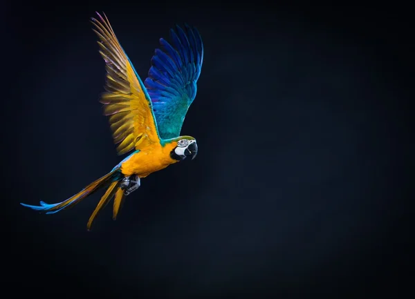 Kolorowy latający ara na ciemnym tle — Zdjęcie stockowe
