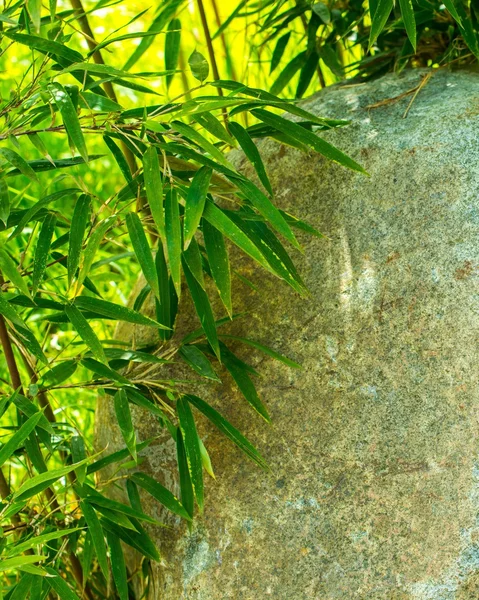 Stone with green leaves around — Stock Photo, Image