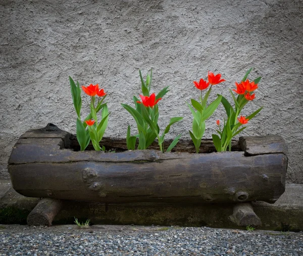 Mooie rode tulpen kweken in oude logboek — Stockfoto